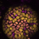 Una colonia de Chroococcidiopsis thermalis al microscopio. Los tonos muestran la fotosíntesis-a (morado) y la fotosíntesis-f (amarillo)